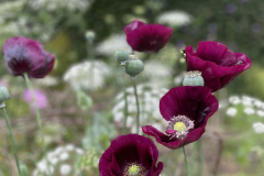 5a